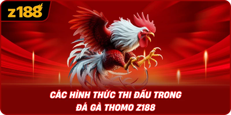 Các Hình Thức Thi Đấu Trong Đá Gà Thomo Z188