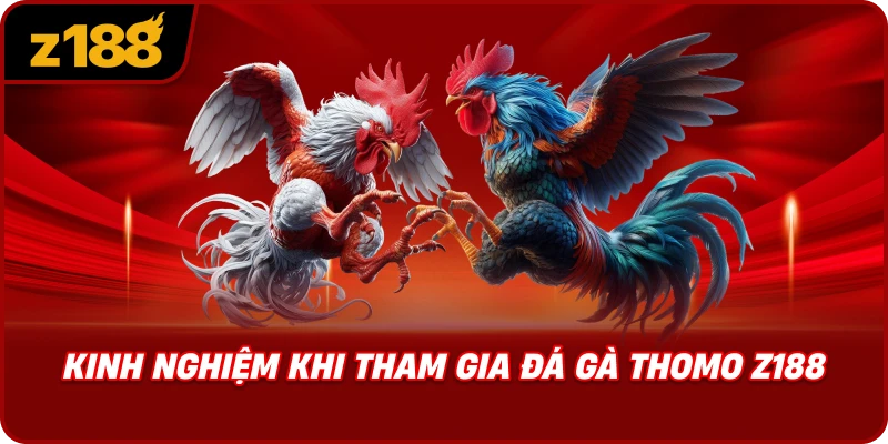 Kinh Nghiệm Khi Tham Gia Đá Gà Thomo Z188